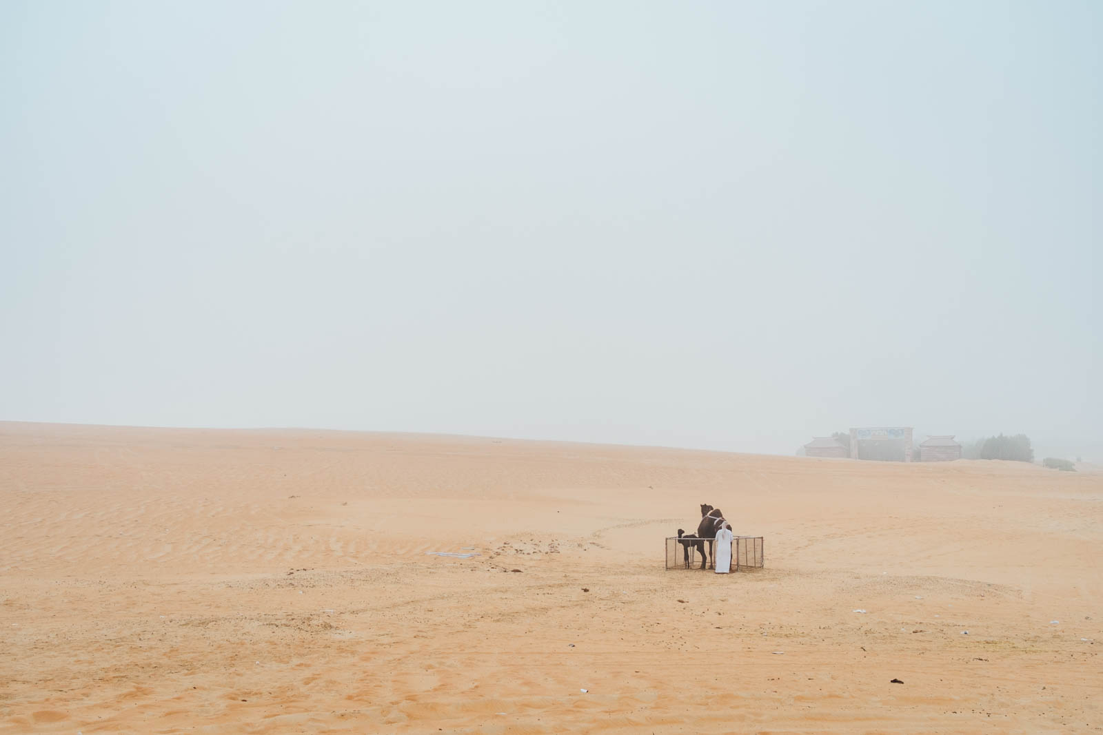 Camel Beauty 24, Photo by Milo | Photographer