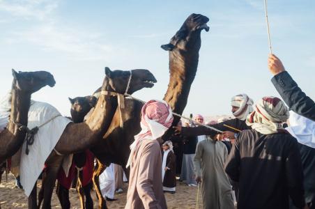 Camel Beauty 01