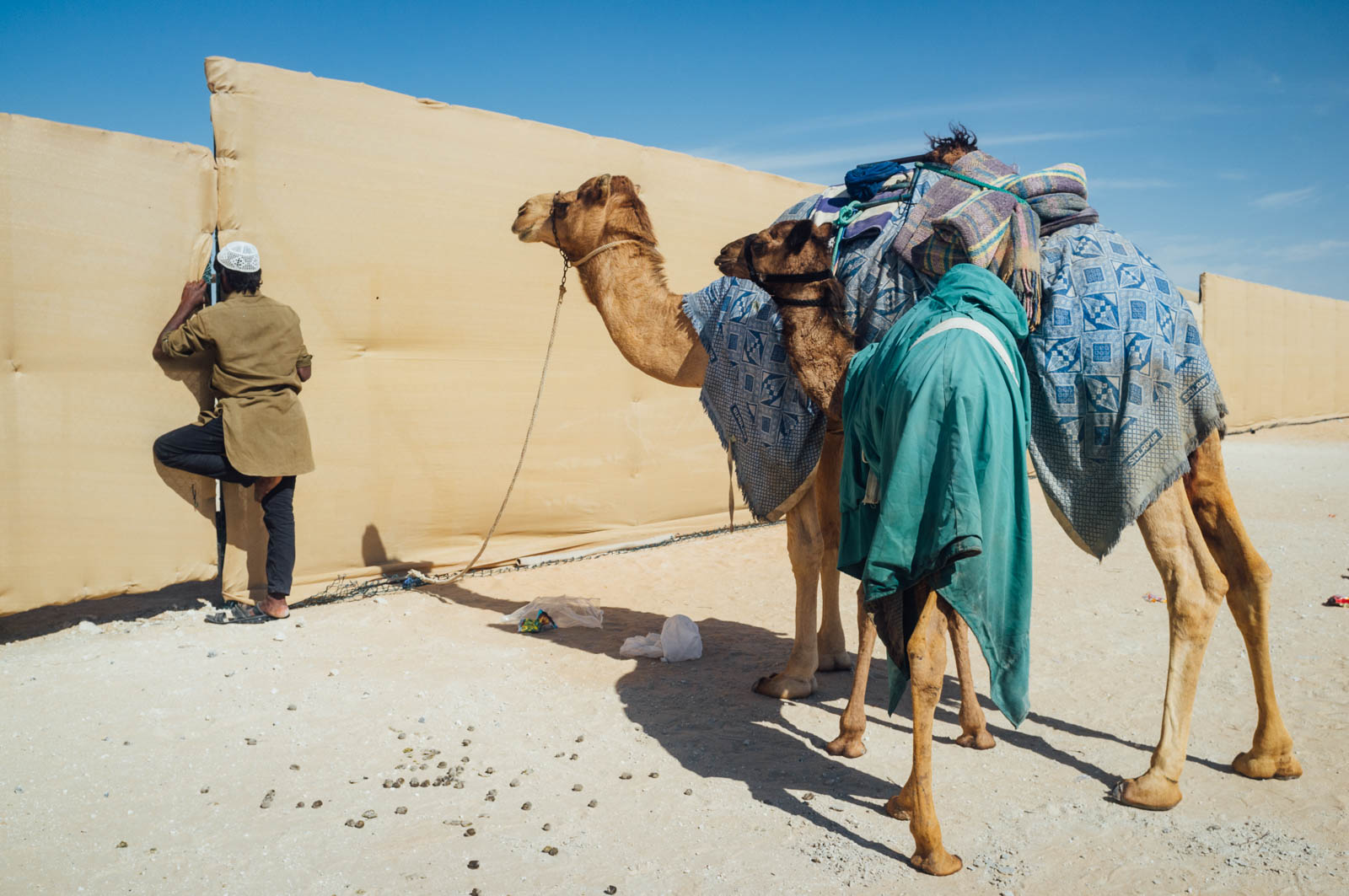 Camel Beauty 16, Photo by Milo | Photographer