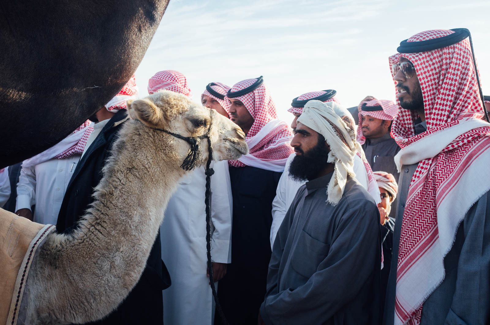 Camel Beauty 11, Photo by Milo | Photographer