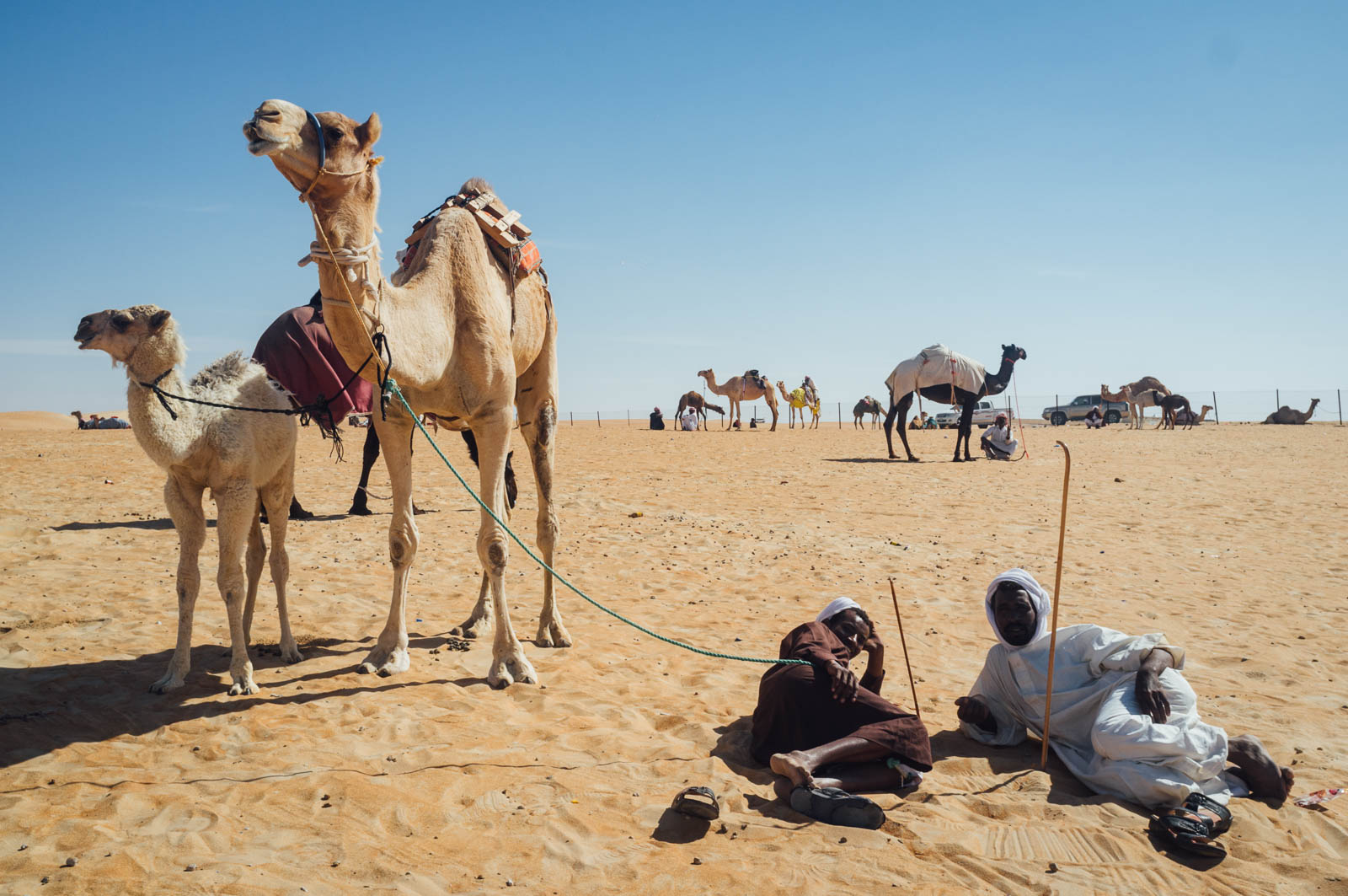 Camel Beauty 19, Photo by Milo | Photographer