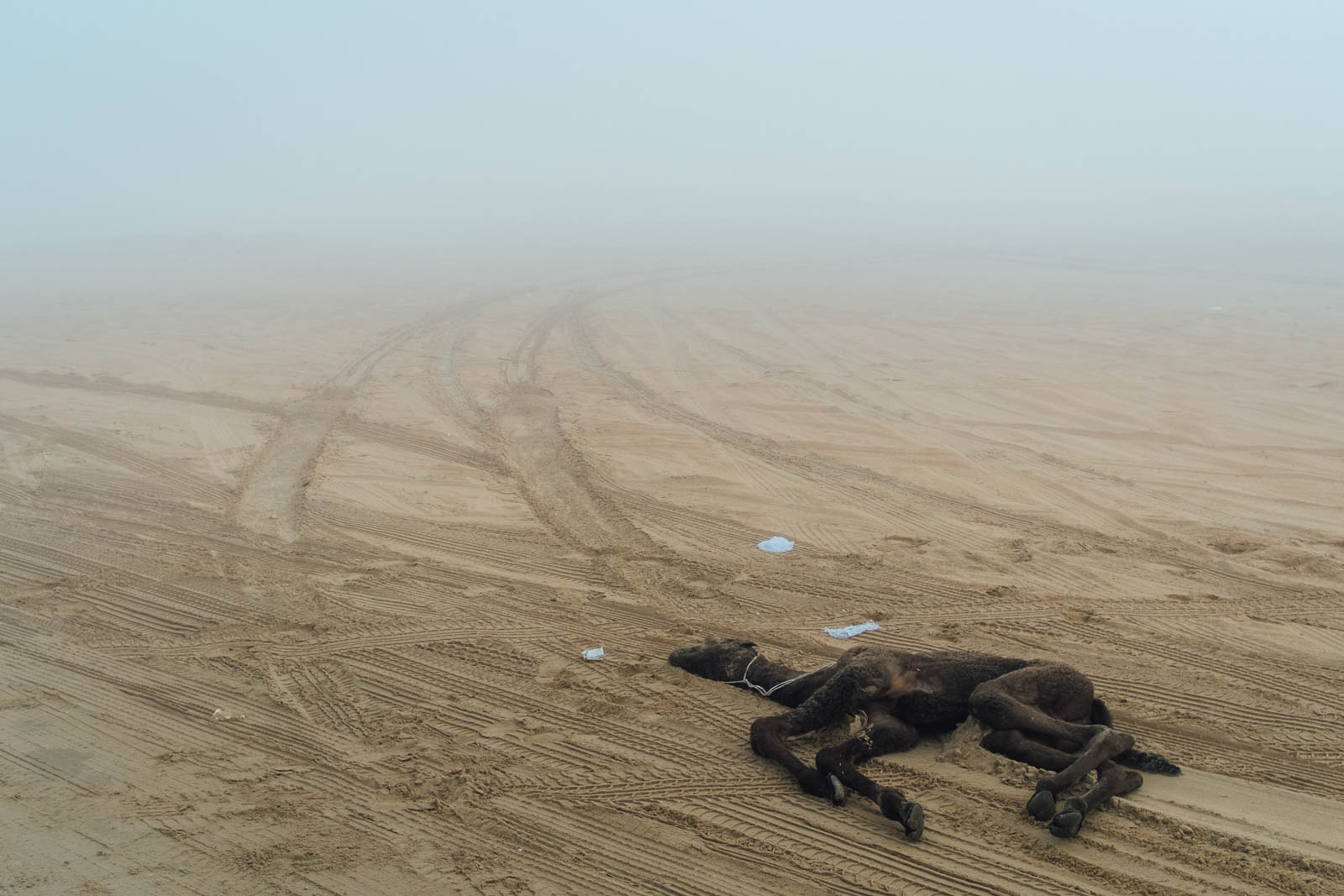 Camel Beauty 22, Photo by Milo | Photographer