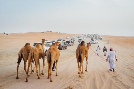 Camel Beauty 03