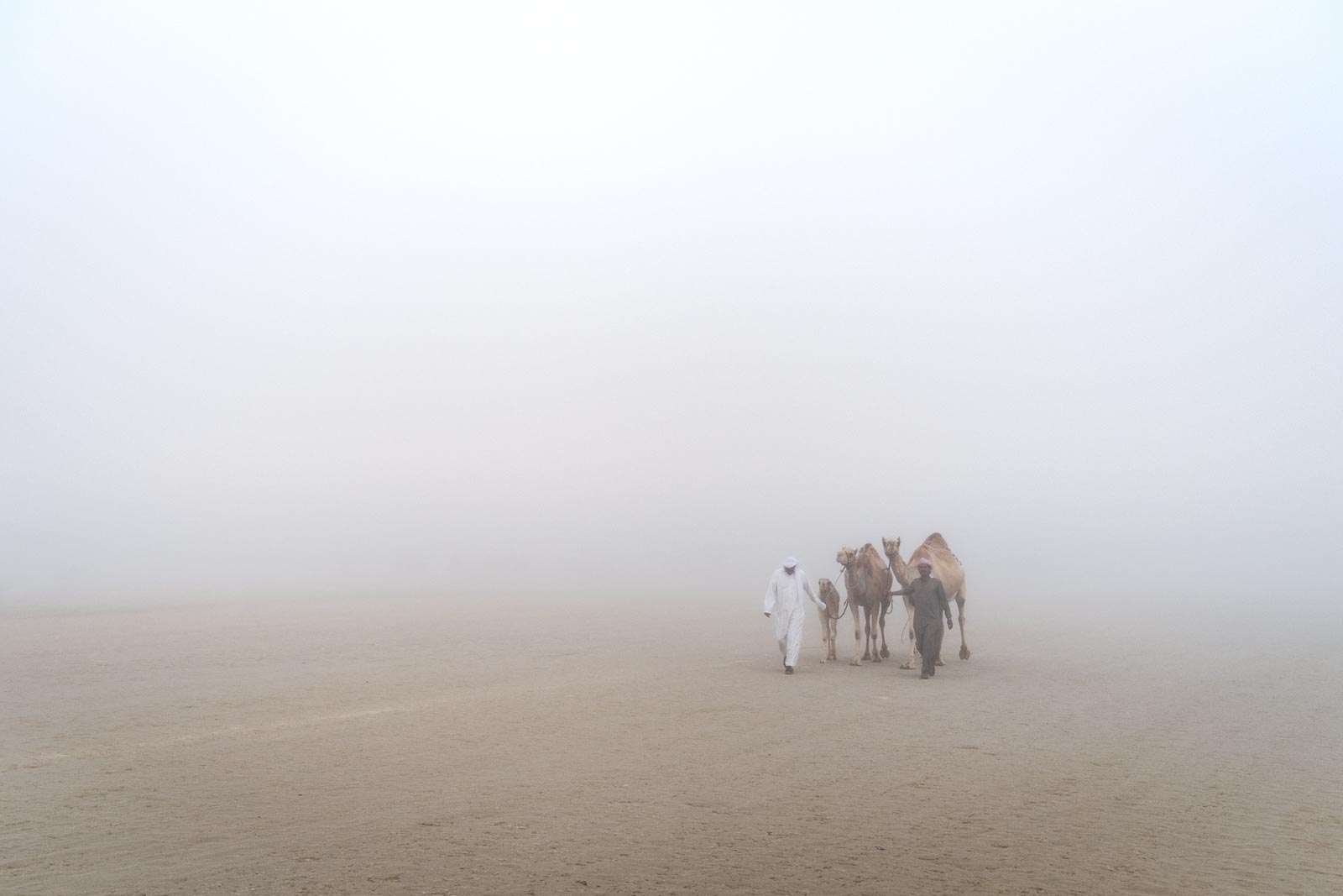 Camel Beauty 25, Photo by Milo | Photographer