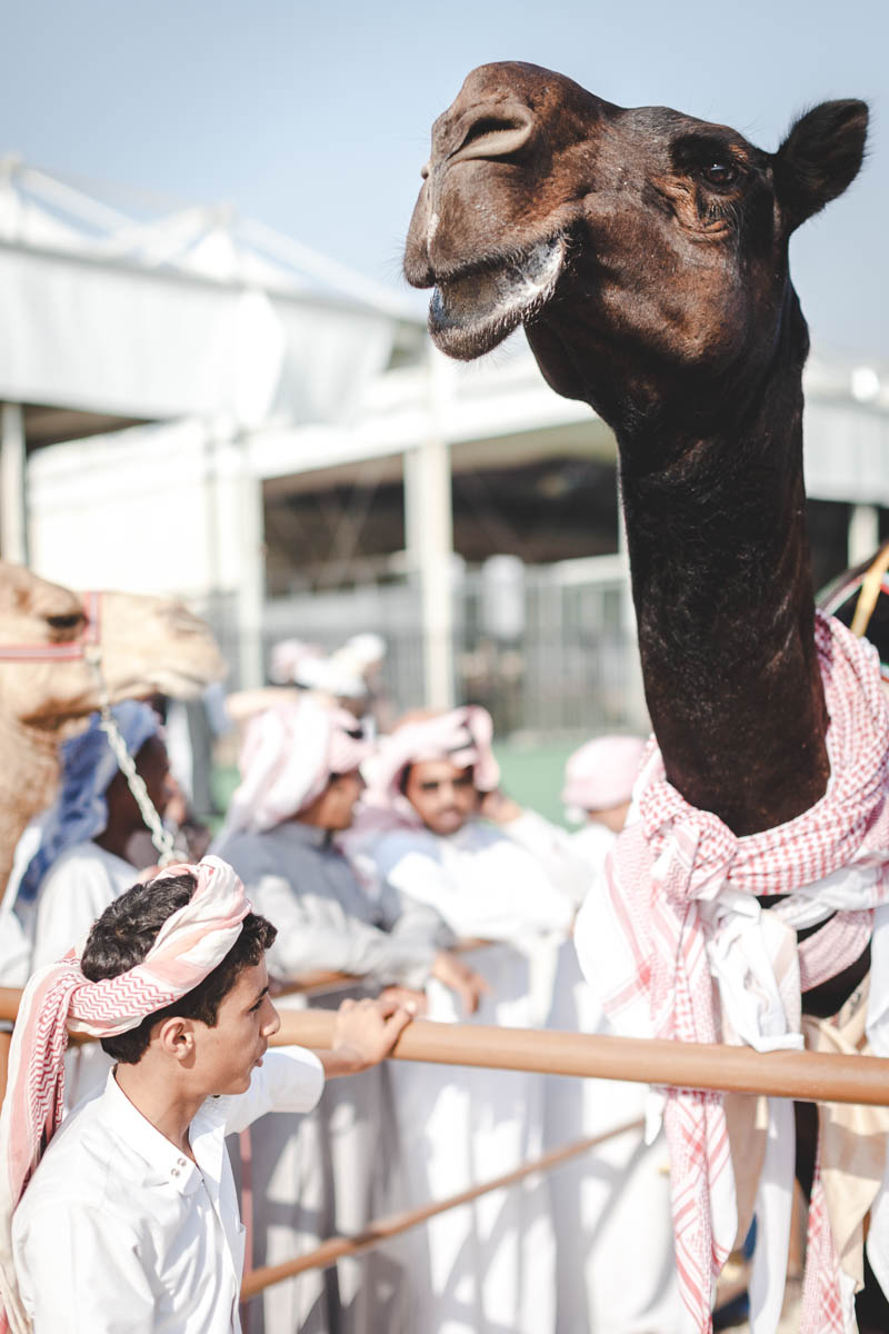 Camel Beauty 13price, Photo by Milo | Photographer